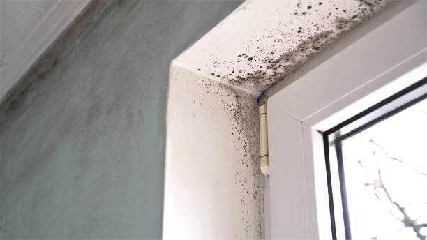 Best Toxic Mold Removal  in Pocomoke City, MD