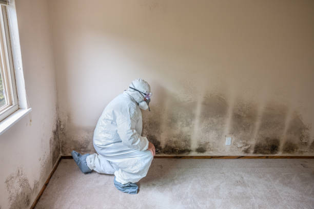 Best Certified Mold Removal  in Pocomoke City, MD